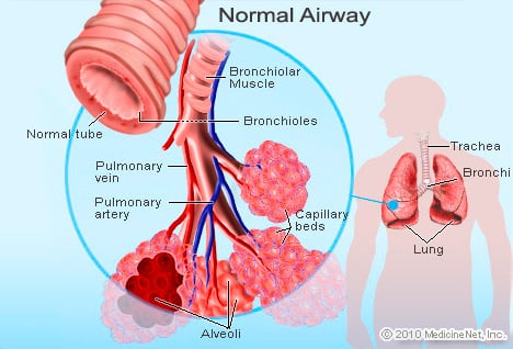 Picture of Bronchioles
