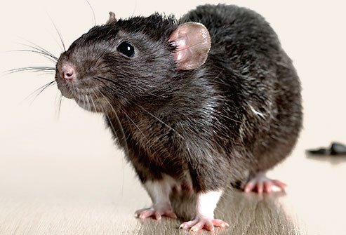 Every year, people still die of bubonic plague.