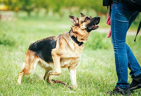 In the U.S., there are about 4.5 million dog bites a year.