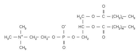 HSPC - Structural Formula Illustration