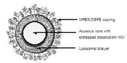 Representation of a STEALTH liposome - Illustration