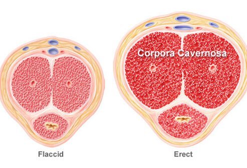 When blood fills two chambers in the penis (known as the corpora cavernosa) an erection occurs.