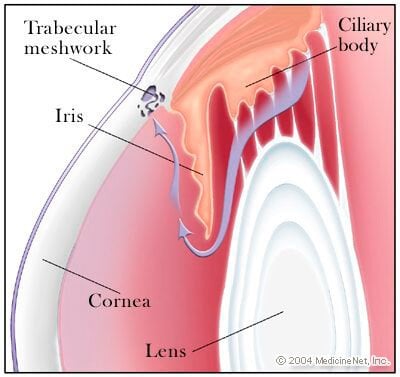 Filtering angle of the eye