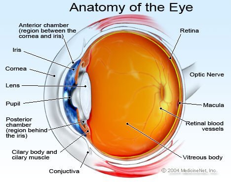 Picture of the anatomy of the eye