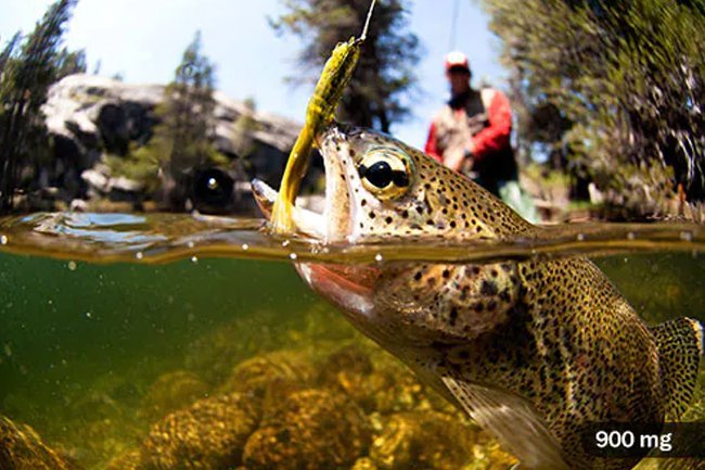 Enjoy trout pan fried, roasted, or smoked. 