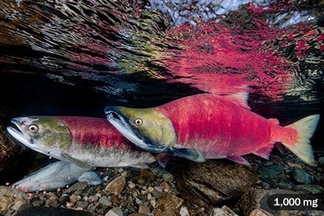 Choose wild salmon if you are worried about mercury levels in fish. 