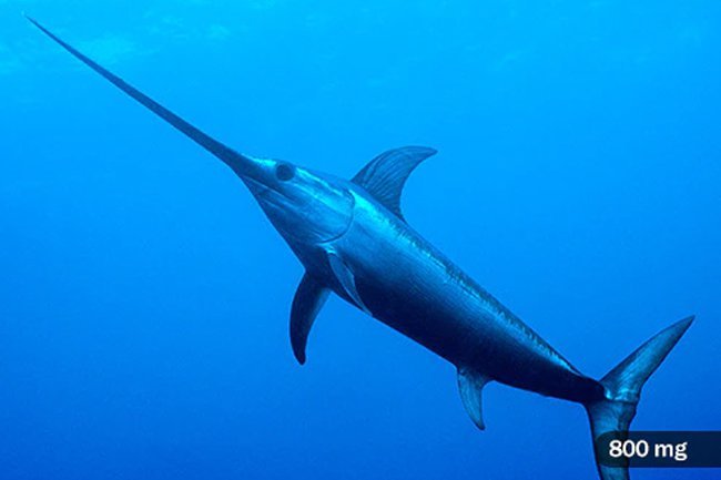 Swordfish tend to be higher in mercury and other pollutants compared to other kinds of fish. 