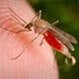 Is Malaria Contagious?