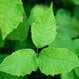 Is Poison Ivy Contagious?