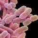 Is Salmonella Contagious?