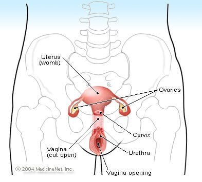 Female Illustration - Female genitalia