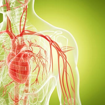 Illustration of the human circulatory system.