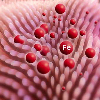 Iron being absorbed across intestinal villi.