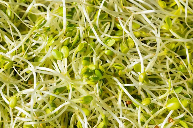 Raw sprouts may give you food poisoning so it's good to lightly cook them before eating.