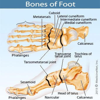 Top and side view illustrations of the foot bone structure.