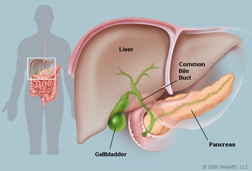 Liver and Gallbladder