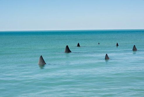 Photo of shark fins in water.