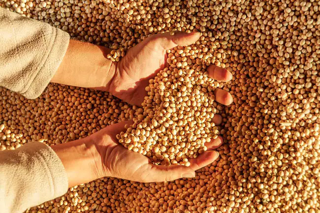Ask your doctor if soy is appropriate for you if you are concerned about breast cancer risk or thyroid problems. 