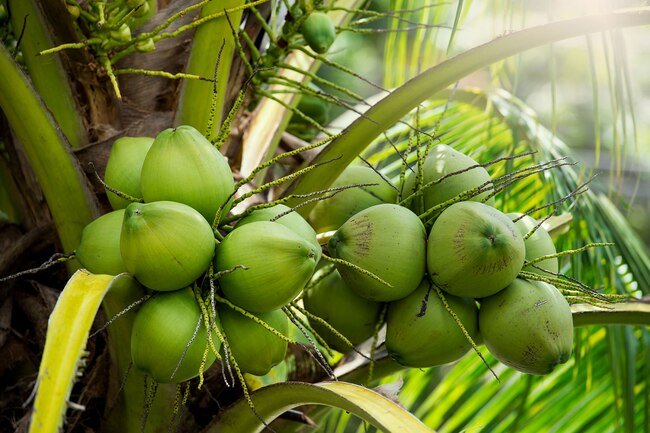 Coconut flour works best when mixed with other types of flours. 