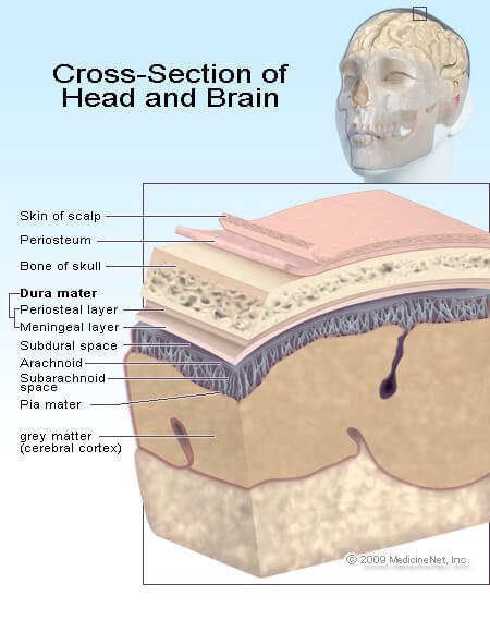 Picture of the brain