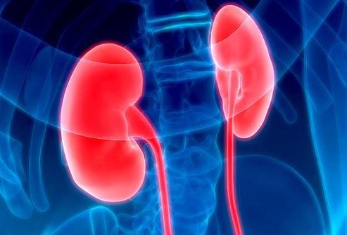 These organs remove waste and extra water from your body.