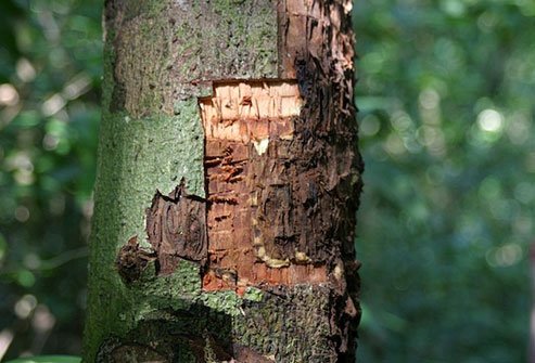 Cinnamon is a spice that comes from the bark of a tree. 