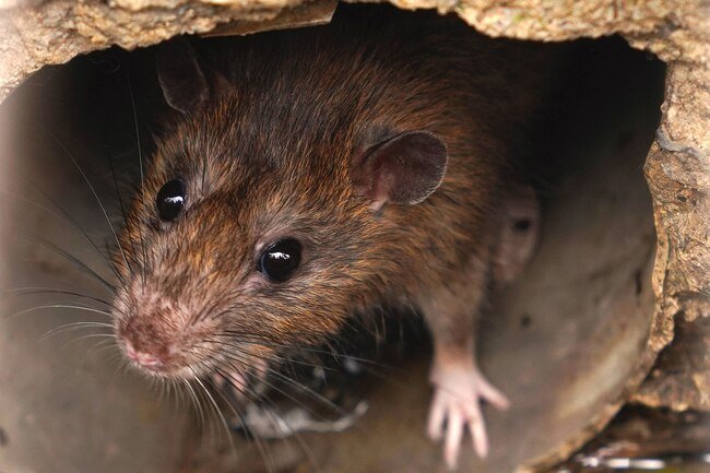 Mice and rats are destructive and they may harbor disease. 
