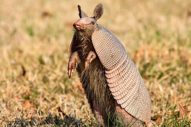 Armadillos rarely cause more problems other than digging up your yard. 