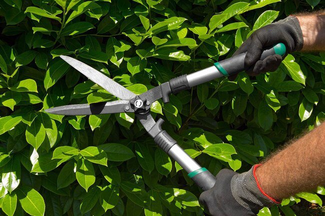 Keep your yard well groomed and free of debris to minimize the risk of pests.
