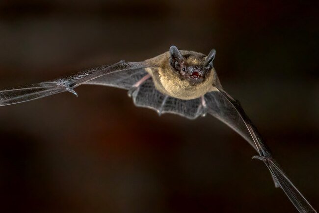 The bites of bats and bat droppings can make you sick. 