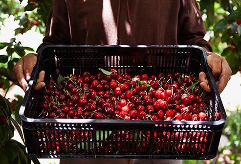 Red cherries benefit your blood vessels and joints. 
