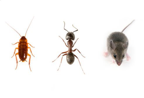 Put away food, clean up, and cover the trash and garbage to starve pests.