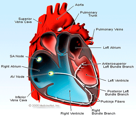 Atrial Fibrillation Illustration