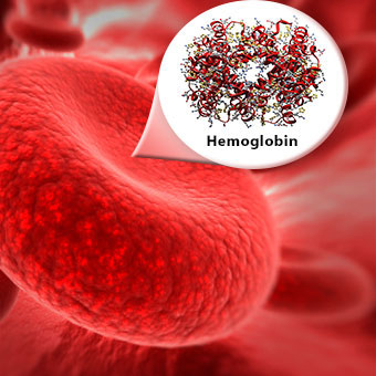An illustration of hemoglobin and red blood cell.