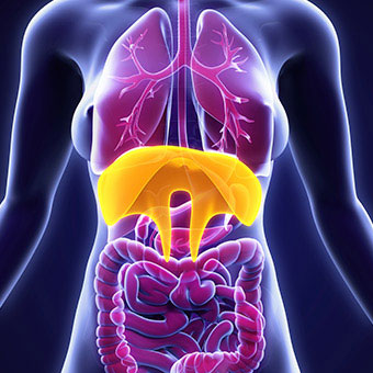 An illustration of the diaphragm muscle.