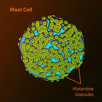 An illustration of a human mast cell with histamine granules.