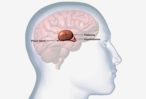 The pineal gland is a small endocrine gland that is located in the brain.