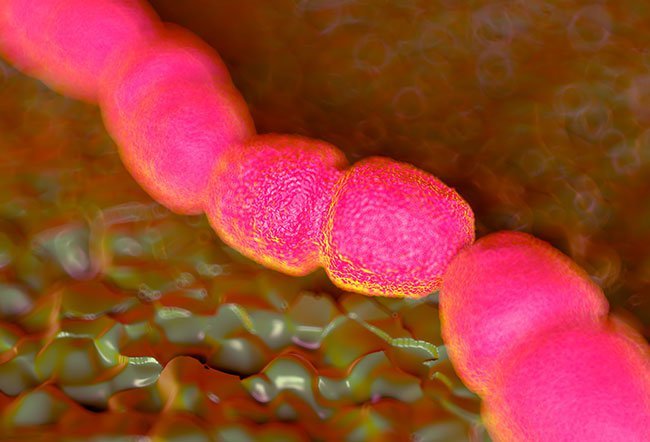 how do you get enterococcus faecalis infection how do you get enterococcus faecalis infection