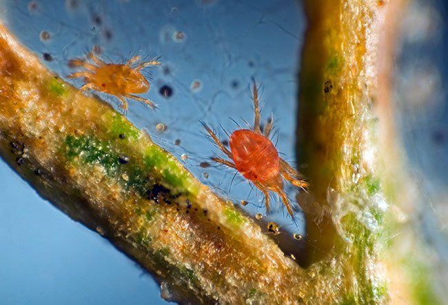 Spider mites are small insects that infect garden plants.