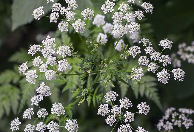 The hemlock plant, known as poison hemlock, is poisonous. The hemlock plant, known as poison hemlock, is poisonous.