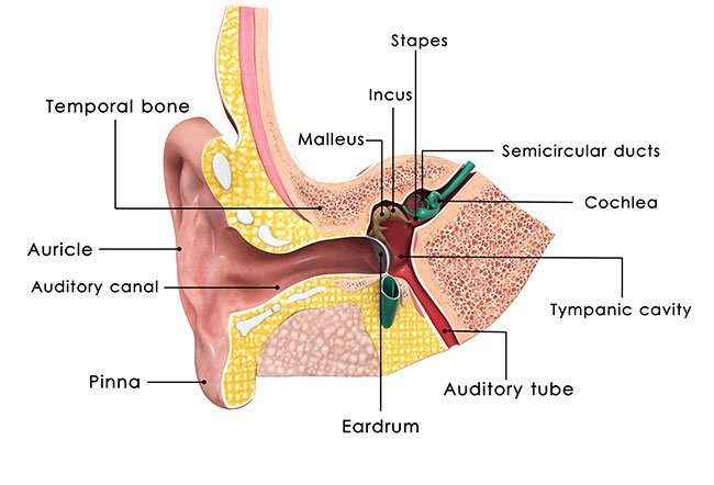 Electronystagmography is used to evaluate unexplained dizziness, vertigo or hearing loss.