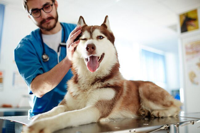 Cats and dogs that go outside can bring in ticks and the illnesses associated with them, like encephalitis and Lyme disease.