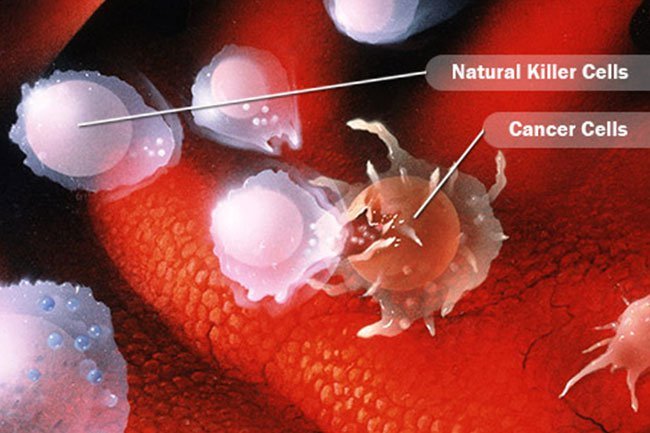 Natural Killer Cells (NK cells) are a type of lymphocyte that destroys antigens and may kill other cells that it recognizes as foreign.