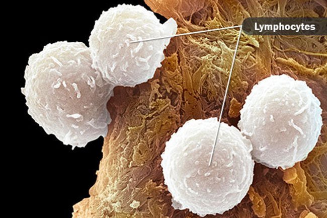 Lymphocytes are white blood cells that pose a deadly threat to infections.