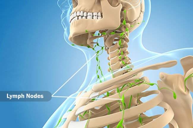 Lymph fluid contains T-cells, which both direct your immune response, and also attack infections and cancer cells.