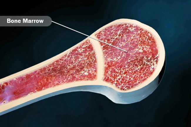 Bone marrow is where most blood cells come from.