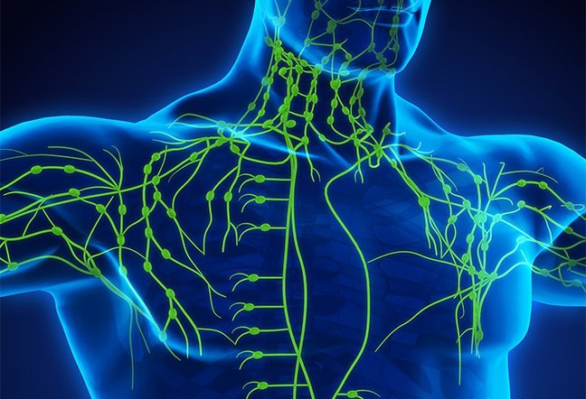 lymphatic system lymphatic system