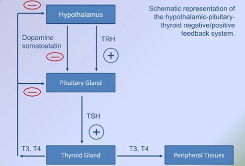 Complex biochemical processes in the body control the thyroid gland's production of thyroid hormones.
