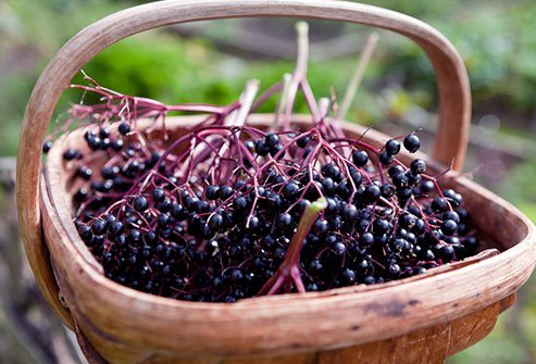 Extracts of elderberry have antiviral, anticancer, and anti-inflammatory properties. 