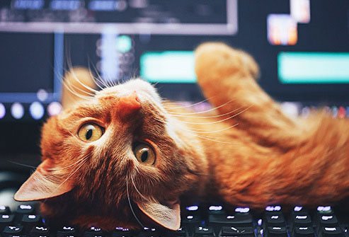 When's the last time you cleaned your laptop or keyboard?